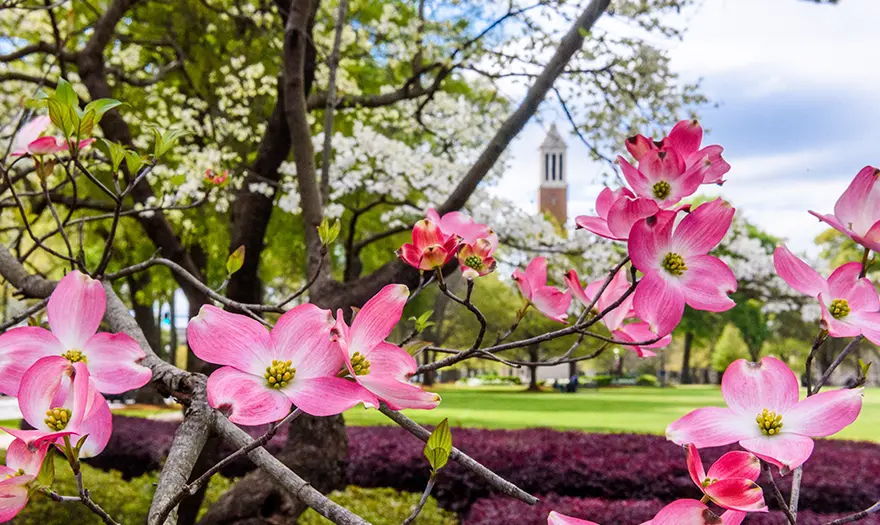 flowers near Denny Chimes