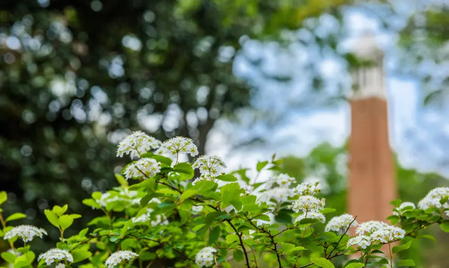 flowers Denny Chimes